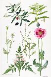 Rosemary and Other Herbs-Elizabeth Rice-Framed Giclee Print