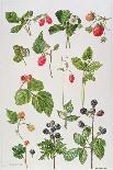 Currants and Berries-Elizabeth Rice-Giclee Print