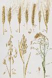 Wheat and Other Crops-Elizabeth Rice-Giclee Print