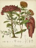Twining Botanicals VII-Elizabeth Twining-Art Print
