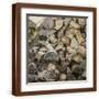 Brown Frame