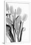 Gramercy White