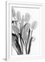 Gramercy White