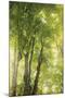 Wood Mount