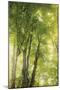 Wood Mount