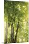 Wood Mount
