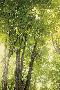 Just the Print
