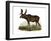 Elk, 1860-null-Framed Giclee Print