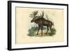 Elk, 1863-79-Raimundo Petraroja-Framed Giclee Print