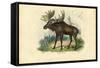 Elk, 1863-79-Raimundo Petraroja-Framed Stretched Canvas