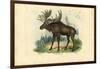 Elk, 1863-79-Raimundo Petraroja-Framed Giclee Print