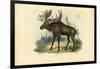 Elk, 1863-79-Raimundo Petraroja-Framed Giclee Print