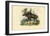 Elk, 1863-79-Raimundo Petraroja-Framed Giclee Print