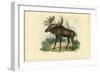 Elk, 1863-79-Raimundo Petraroja-Framed Giclee Print