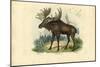 Elk, 1863-79-Raimundo Petraroja-Mounted Giclee Print