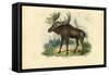 Elk, 1863-79-Raimundo Petraroja-Framed Stretched Canvas