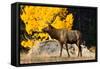 Elk adult bull grazing near quaking aspen.-Larry Ditto-Framed Stretched Canvas