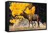 Elk adult bull grazing near quaking aspen.-Larry Ditto-Framed Stretched Canvas