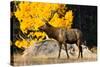 Elk adult bull grazing near quaking aspen.-Larry Ditto-Stretched Canvas