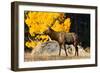 Elk adult bull grazing near quaking aspen.-Larry Ditto-Framed Photographic Print