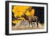 Elk adult bull grazing near quaking aspen.-Larry Ditto-Framed Photographic Print