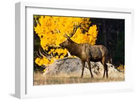 Elk adult bull grazing near quaking aspen.-Larry Ditto-Framed Photographic Print