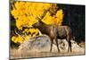 Elk adult bull grazing near quaking aspen.-Larry Ditto-Mounted Photographic Print