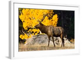 Elk adult bull grazing near quaking aspen.-Larry Ditto-Framed Photographic Print