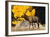 Elk adult bull grazing near quaking aspen.-Larry Ditto-Framed Photographic Print