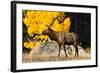 Elk adult bull grazing near quaking aspen.-Larry Ditto-Framed Photographic Print