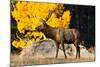 Elk adult bull grazing near quaking aspen.-Larry Ditto-Mounted Photographic Print