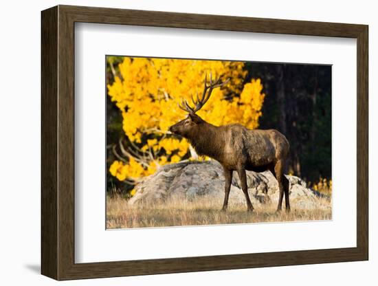 Elk adult bull grazing near quaking aspen.-Larry Ditto-Framed Photographic Print