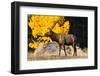 Elk adult bull grazing near quaking aspen.-Larry Ditto-Framed Photographic Print
