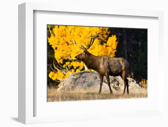 Elk adult bull grazing near quaking aspen.-Larry Ditto-Framed Photographic Print