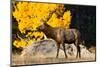 Elk adult bull grazing near quaking aspen.-Larry Ditto-Mounted Photographic Print