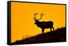 Elk and Sunrise-Lantern Press-Framed Stretched Canvas