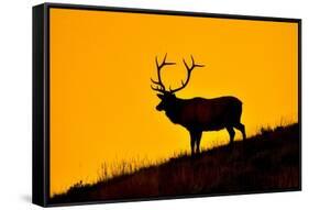 Elk and Sunrise-Lantern Press-Framed Stretched Canvas