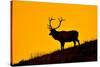 Elk and Sunrise-Lantern Press-Stretched Canvas