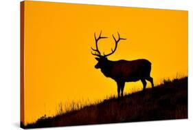 Elk and Sunrise-Lantern Press-Stretched Canvas