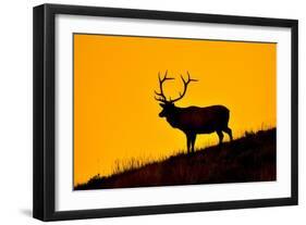 Elk and Sunrise-Lantern Press-Framed Art Print