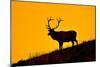 Elk and Sunrise-Lantern Press-Mounted Art Print