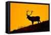 Elk and Sunrise-Lantern Press-Framed Stretched Canvas