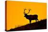 Elk and Sunrise-Lantern Press-Stretched Canvas