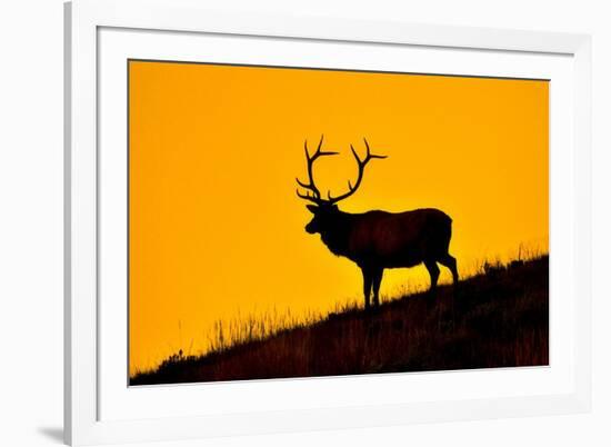 Elk and Sunrise-Lantern Press-Framed Art Print