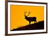 Elk and Sunrise-Lantern Press-Framed Art Print