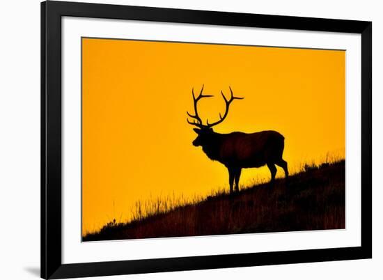 Elk and Sunrise-Lantern Press-Framed Art Print