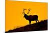 Elk and Sunrise-Lantern Press-Mounted Art Print