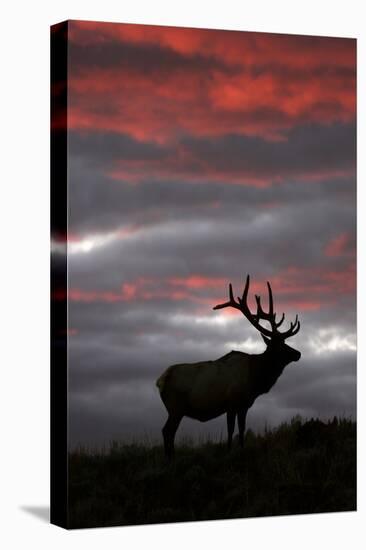 Elk and Sunset-Lantern Press-Stretched Canvas