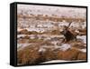 Elk at Jackson Hole, National Elk Refuge, Wyoming, USA-Dee Ann Pederson-Framed Stretched Canvas