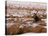 Elk at Jackson Hole, National Elk Refuge, Wyoming, USA-Dee Ann Pederson-Stretched Canvas